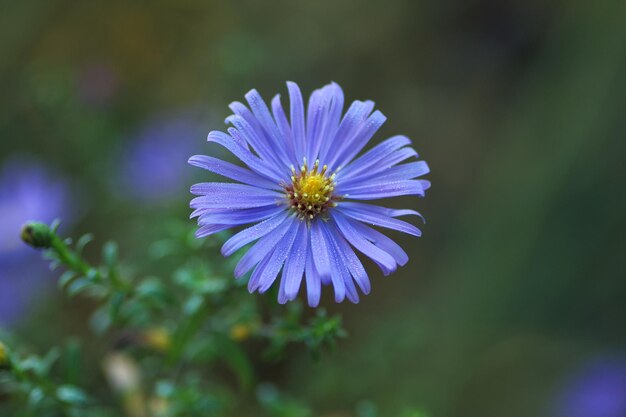 紫の花のクローズアップ