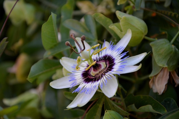 Foto prossimo piano del fiore viola