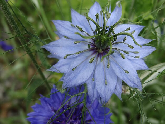 Photo close-up of purple flower