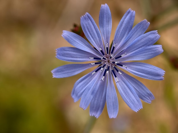 Photo close-up of purple flower