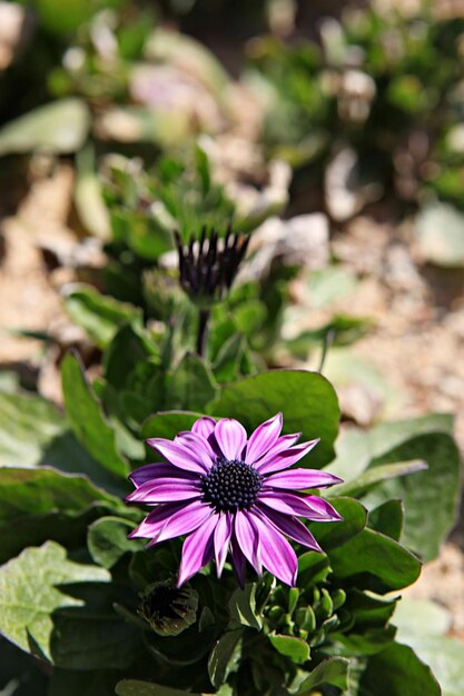 Close-up of purple flower