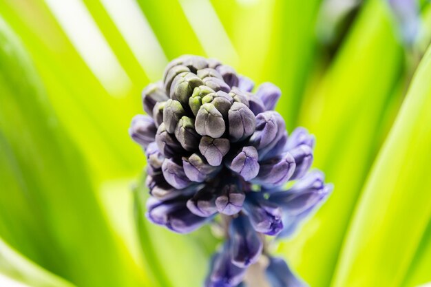 Close-up of purple flower