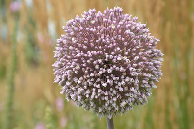 Photo close-up of purple flower