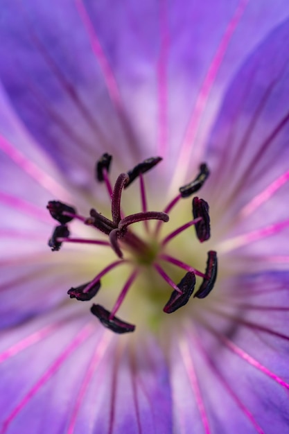 Foto prossimo piano del fiore viola