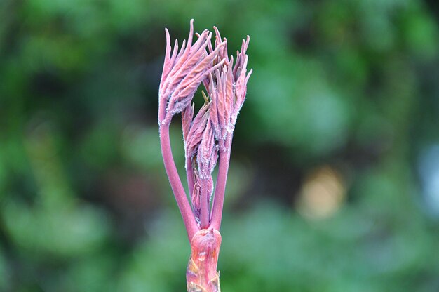 Close-up of purple flower