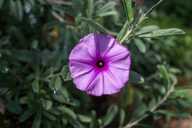 Foto prossimo piano del fiore viola