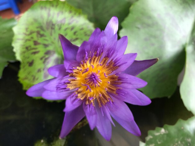 Close-up of purple flower