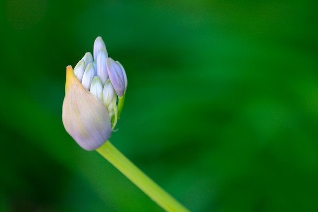 紫の花のクローズアップ