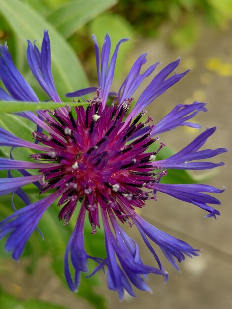 Close-up of purple flower