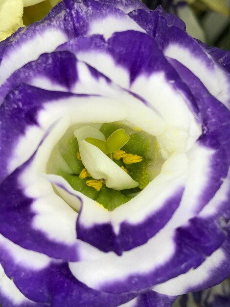 Close up of purple flower