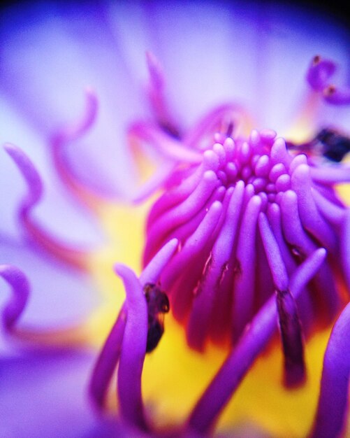 Close-up of purple flower