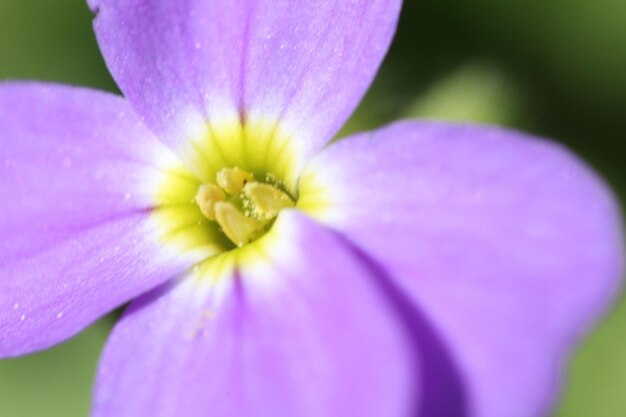 Close-up of purple flower