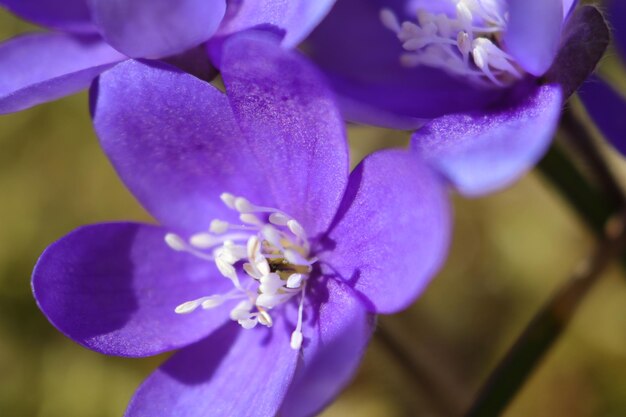 Close-up of purple flower