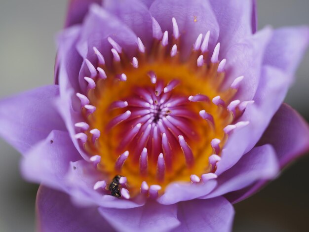 Foto prossimo piano del fiore viola