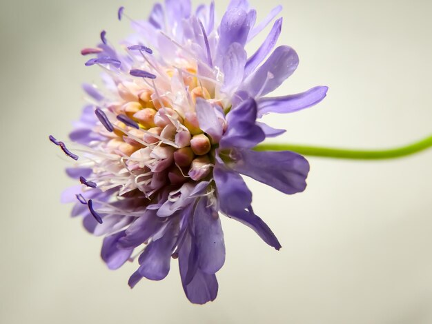 Close-up of purple flower