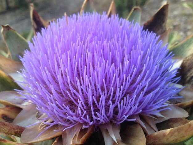 Close-up of purple flower