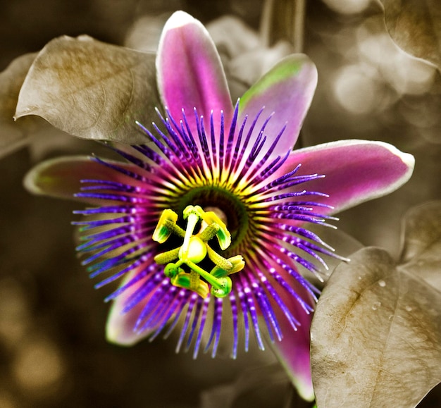 Photo close-up of purple flower