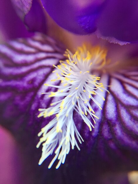 Close-up of purple flower