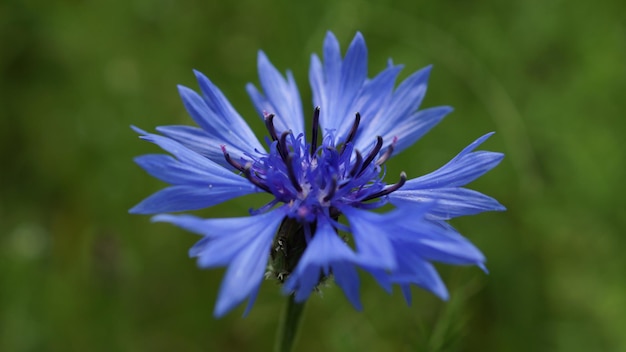 Foto prossimo piano del fiore viola