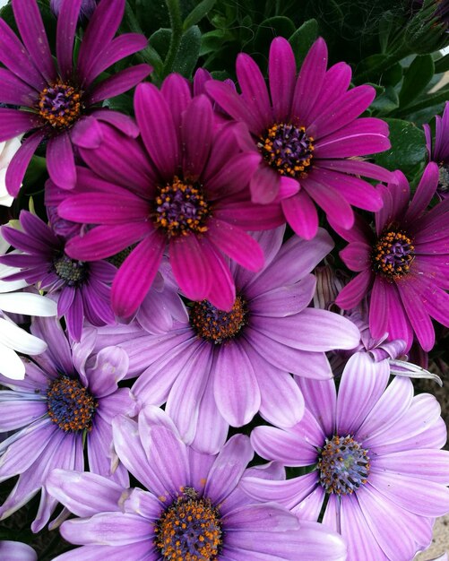 Close-up of purple flower