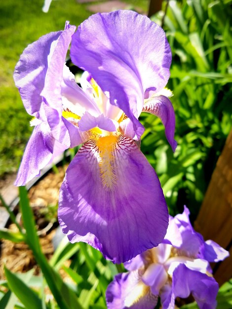 Foto prossimo piano del fiore viola