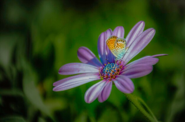 Close-up of purple flower