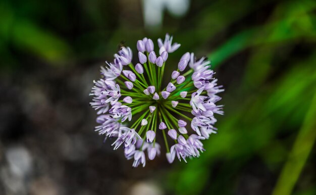 Foto prossimo piano del fiore viola