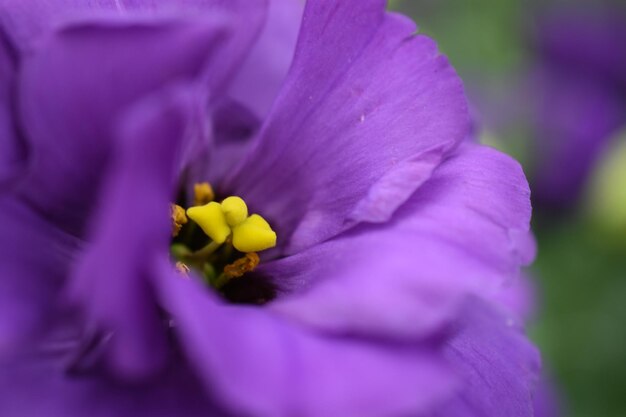 Close-up of purple flower