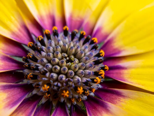 Close-up of purple flower