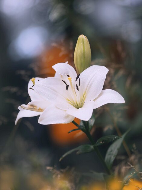 Foto prossimo piano del fiore viola