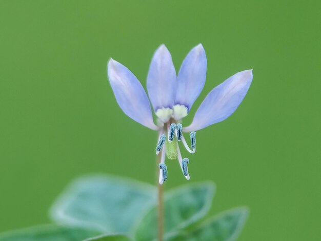 Close-up of purple flower