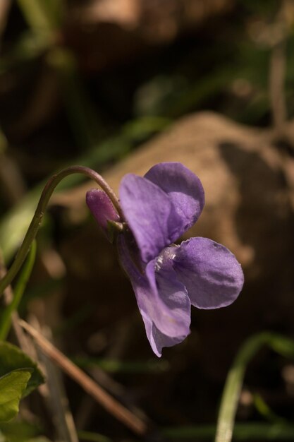 Foto prossimo piano del fiore viola