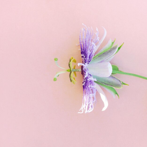 Photo close-up of purple flower