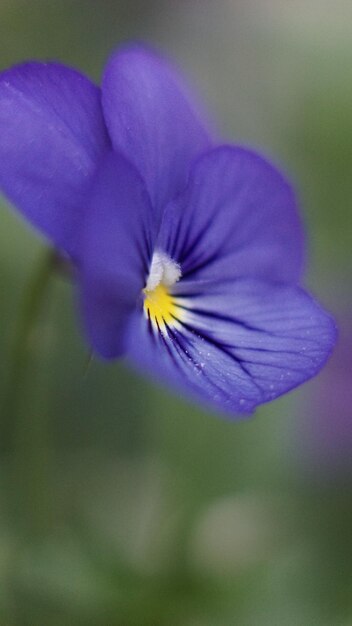 Foto prossimo piano del fiore viola