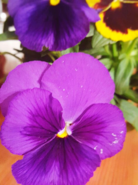 Close-up of purple flower