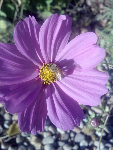 Close-up of purple flower