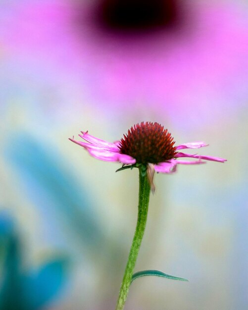 Close-up of purple flower