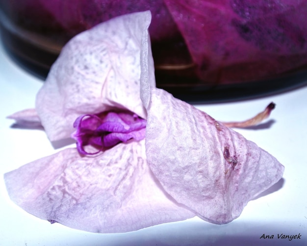 Close-up of purple flower