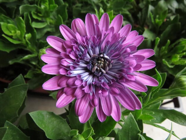 Close-up of purple flower