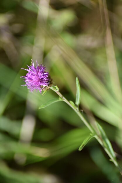 Foto prossimo piano del fiore viola