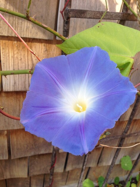 Close-up of purple flower