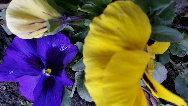 Close-up of purple flower