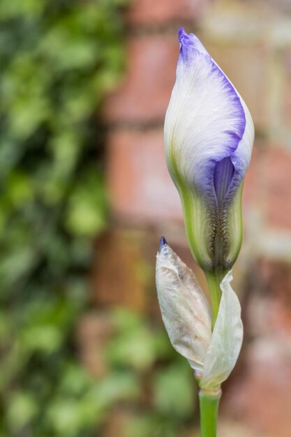 Foto prossimo piano del fiore viola