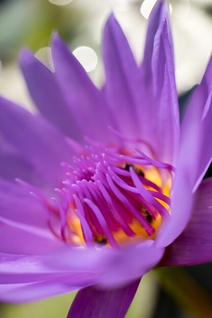 Close-up of purple flower