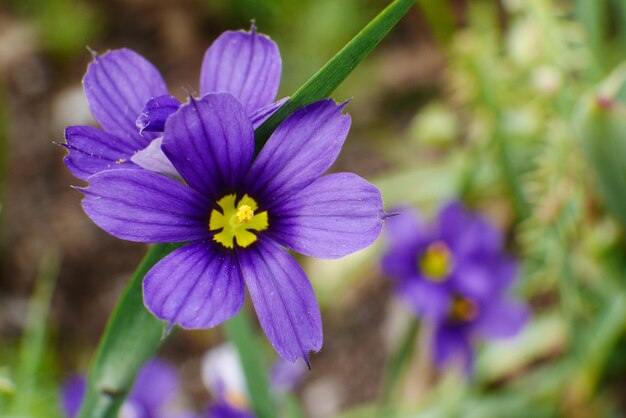 Foto prossimo piano del fiore viola