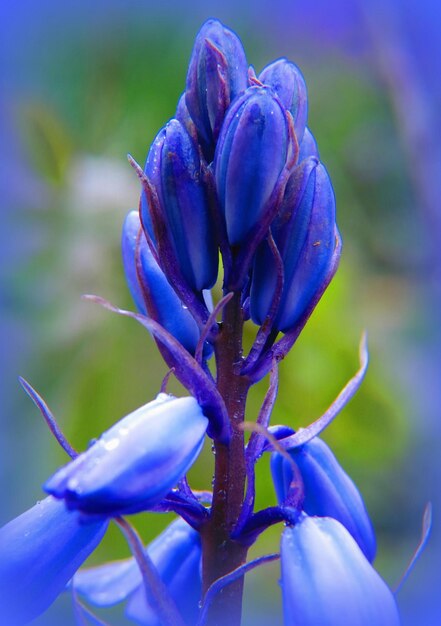 Close-up of purple flower