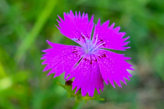 Foto prossimo piano del fiore viola