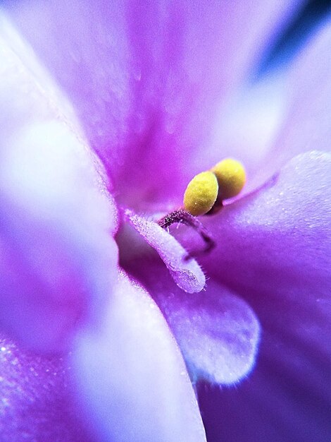 Close-up of purple flower