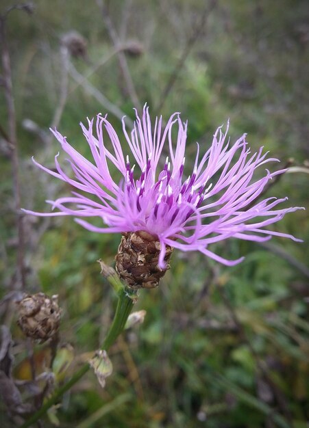 Close-up of purple flower