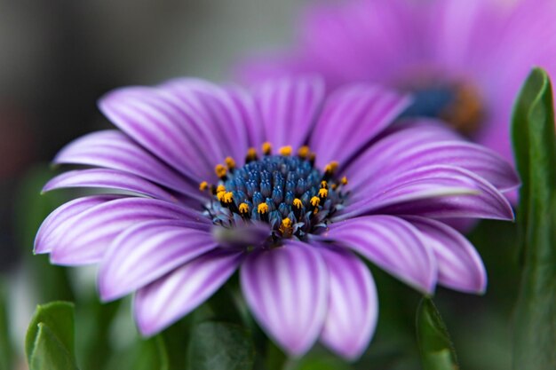 Photo close-up of purple flower